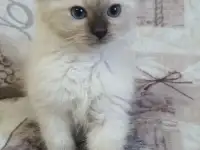 Котята рэгдоллл