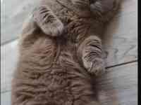 Британский котенок окраса табби, фотография 6