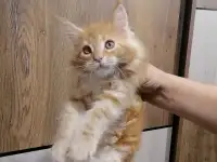 Продам котят породы мей-кун, фотография 2