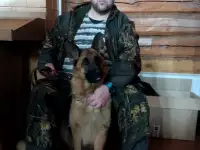 Щенки немецкой овчарки, фотография 4