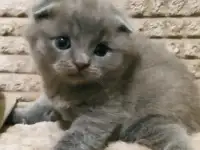Шотландские вислоухие, фотография 3
