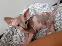 Котята Канадского сфинкса, фотография 3