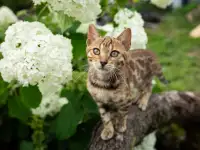 Бенгальская девочка очень ласковая, леопардовая, фотография 2