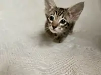 Котята породы петерболд