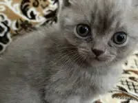 Продаются котята, фотография 3