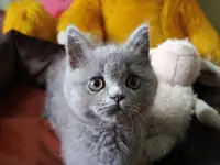 Продаю шотландских котят, фотография 3