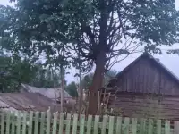 продается дом для любителей природы и охоты