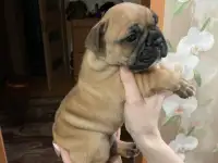 Французский бульдог, фотография 5