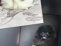 Померанский шпиц, щенки. Мини мишки