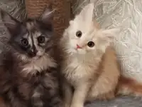 Животные, фотография 3