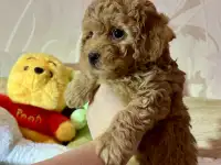 Щенки Мальтипу