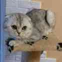 Шотландские котята(Scottish Fold), фотография 1