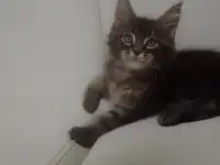 Мейн Кун, фотография 12
