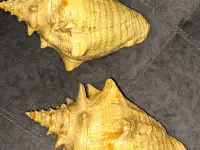 Ракушка большая, привезена с Кубы с Мексиканского залива (Атлантический океан), фотография 2