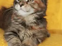 5 Котенок Мейн кун, фотография 2