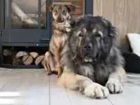 Кавказская овчарка чемпион для вязки, фотография 2