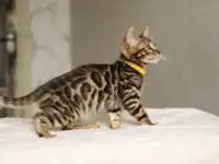 Бенгальский мальчик, фотография 3