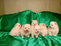 Померанский шпиц мальчики и девочки, фотография 4