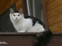 Мейн-кун девочка редкий окрас