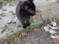 Котенок в дар, фотография 6