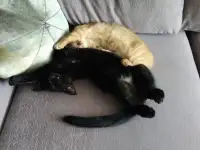 Котята, фотография 7