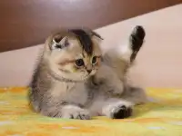 Котята шотландские ЗОЛОТАЯ ШИНШИЛЛА, фотография 4