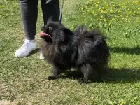 Померанский шпиц с документами, фотография 2