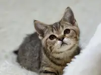 Шотландская прямоухая кошка, котенок страйт, окрас SFS 71 n24, фотография 2