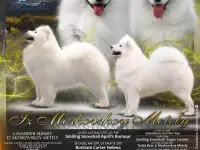 Щенки самоеда