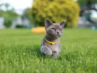 Котенок Европейской Бурмы голубого окраса, фотография 10