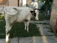 Телка от высокоудойной коровы., фотография 2
