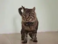 Умный молодой кот Шурик в дар, фотография 7