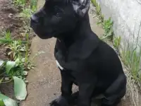 Кане - корсо