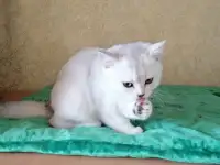 Британские котята, фотография 3