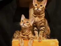 Бенгальские котята питомник родословные