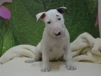Бультерьера щенки