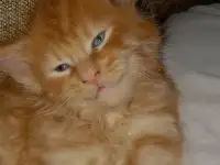 Мейнкун, фотография 3