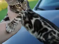 БЕНГАЛЬСКИЕ КЛУБНЫЕ КОТЯТА, фотография 5