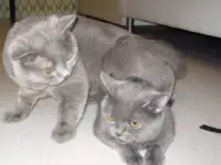 Британский короткошерстный.   Вязка., фотография 3