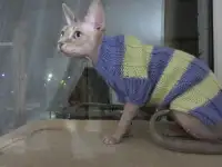 Одежда для сфинксов, фотография 4