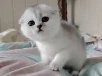 Коштландская кошечка, котенок., фотография 4