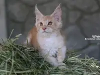 Мейн-кун ( мальчик), фотография 3