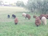 Продам овцы,барашки., фотография 3