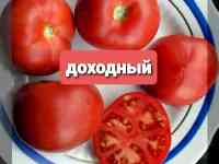 Рассада томатов, фотография 2