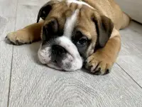Английский бульдог 1,5 мес, фотография 2