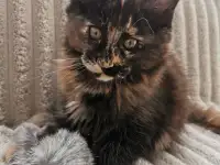 Котятa Мейн Куны питомник, фотография 6