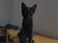 нужно пристроить котика, фотография 5