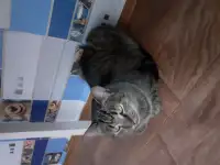 Кошки, фотография 2