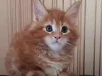 МЕЙН-КУН (КОТЯТА), фотография 2