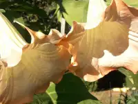 Бругмансия, фотография 5